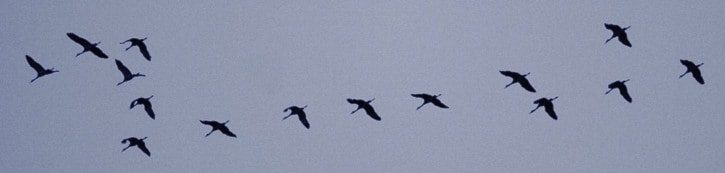Sandhill cranes in flight over Alexis Creek
