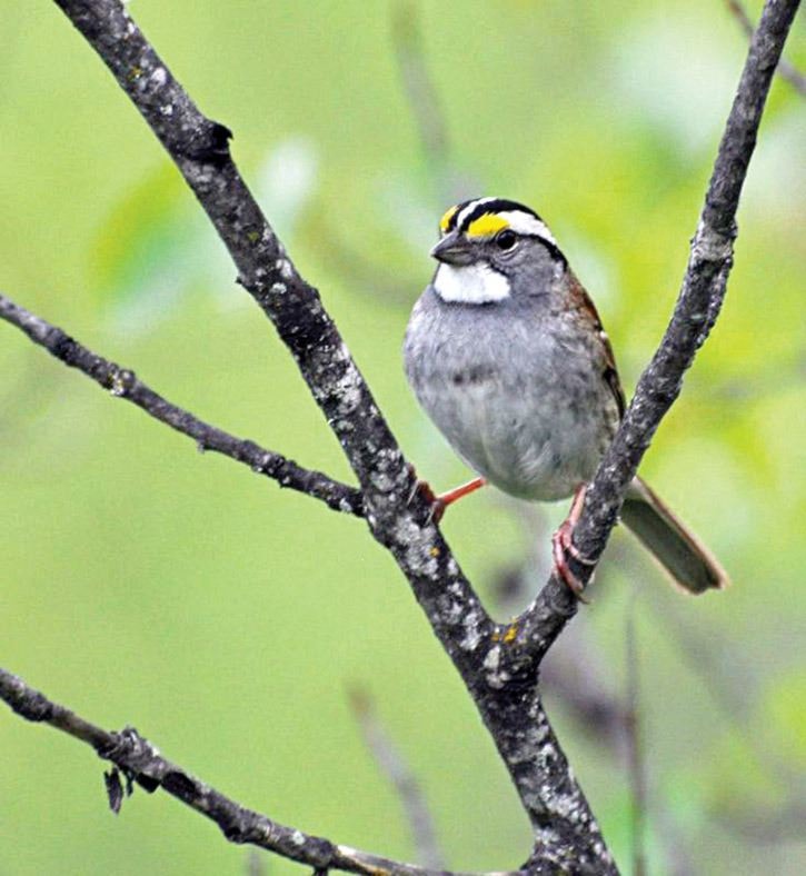 84958tribune-a12-pic-bird-count-White-throated-Sparrow-yard-May-20-2014_6840_edited-1