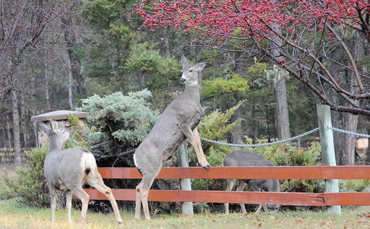 Crabby deer