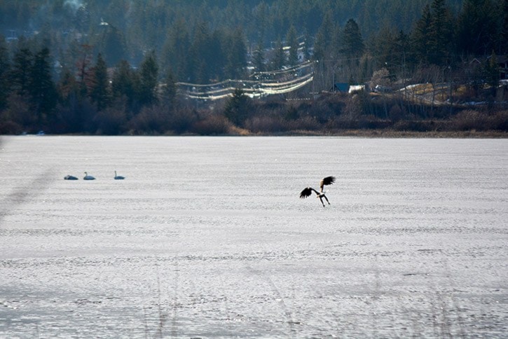 92952tribunemlybaldeagleinflightDSC_2245