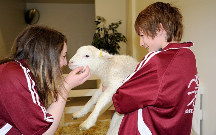 94461tribune4-H-petting-zoo