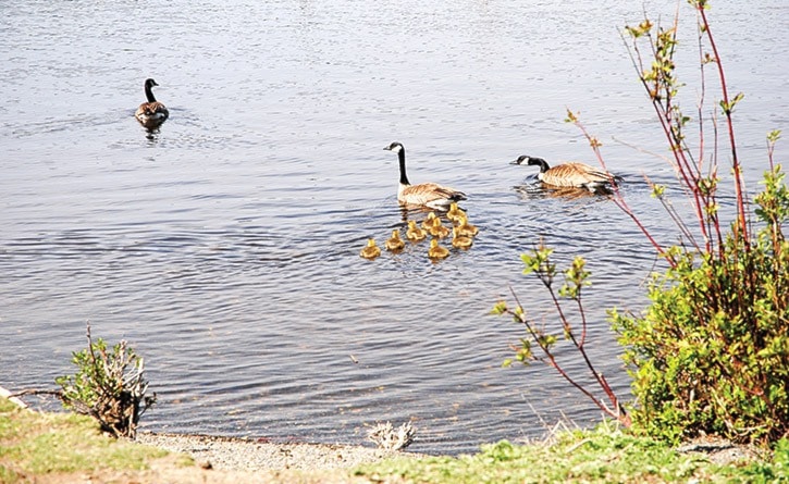 95449tribunea14-gf-ducklings-close-1DSC_1691