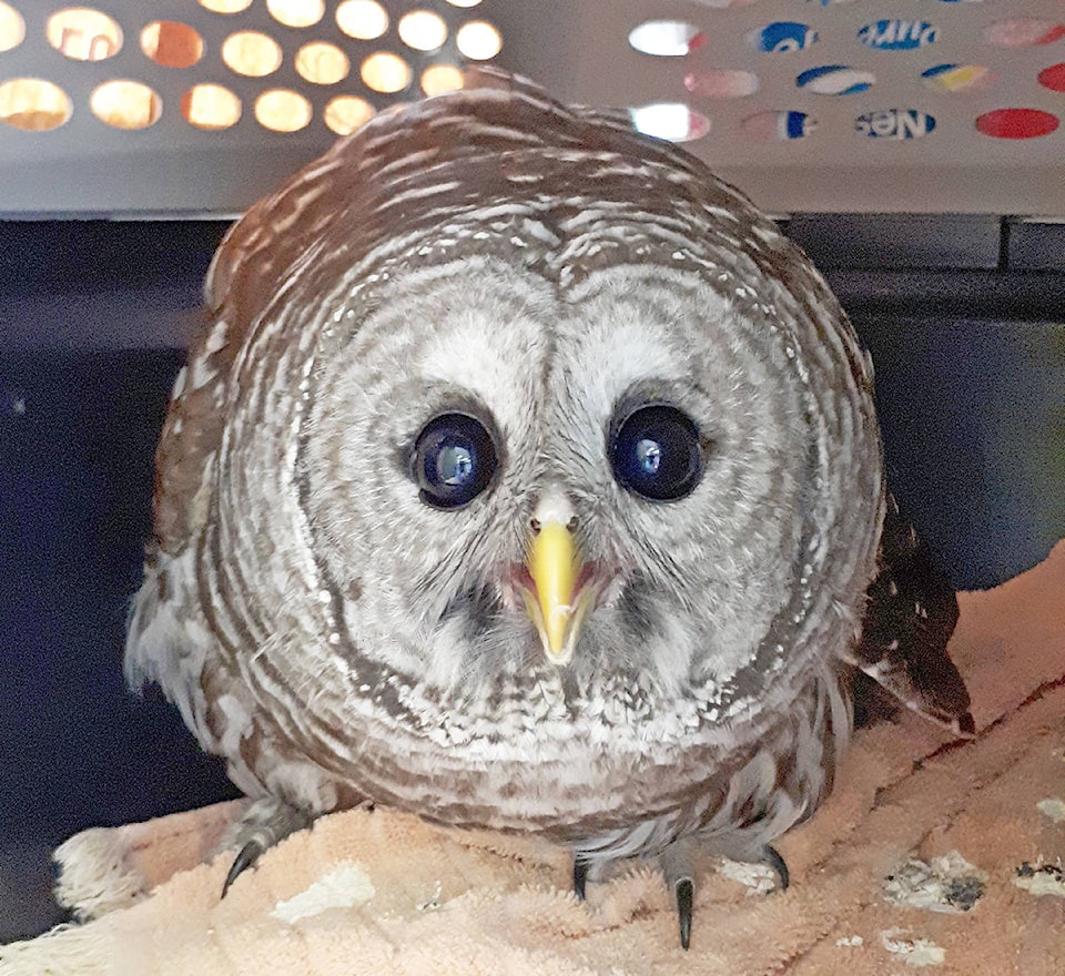 web1_170612-WLT-RescuedOwl