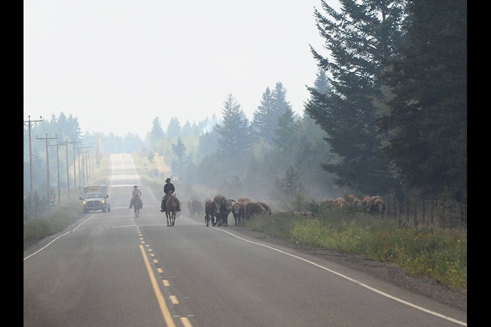 Cowboys in the Chilcotin drive cattle from Hanceville toward Riske Creek in between two fire zones out west Wednesday. Several fires are burning out of control in the vast rural area, threatening ranches and homes in many different areas. (Angie Mindus photos)