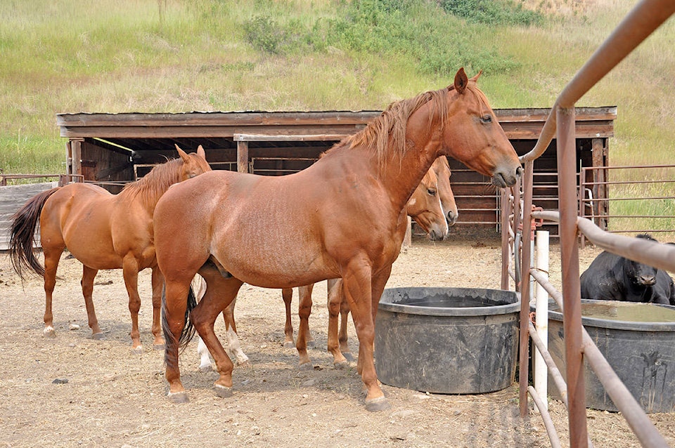 web1_StampedeGroundsAnimals