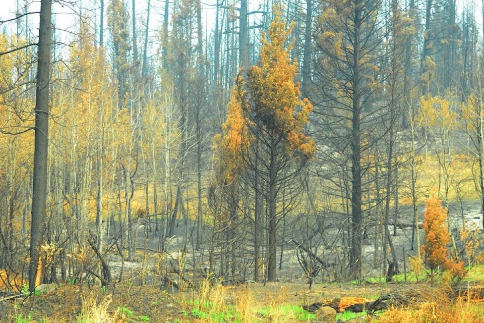 8045833_web1_170809-BPD-M-Williams-lake-burned-trees-0240