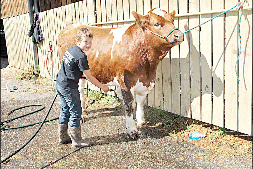Trace Van Immerzeel of the Rose Lake/Miocene 4-H Club washes his market steer Spike in preparation for judging. Spike is a Simmental and weighs 1,468 pounds. Gaeil Farrar photo