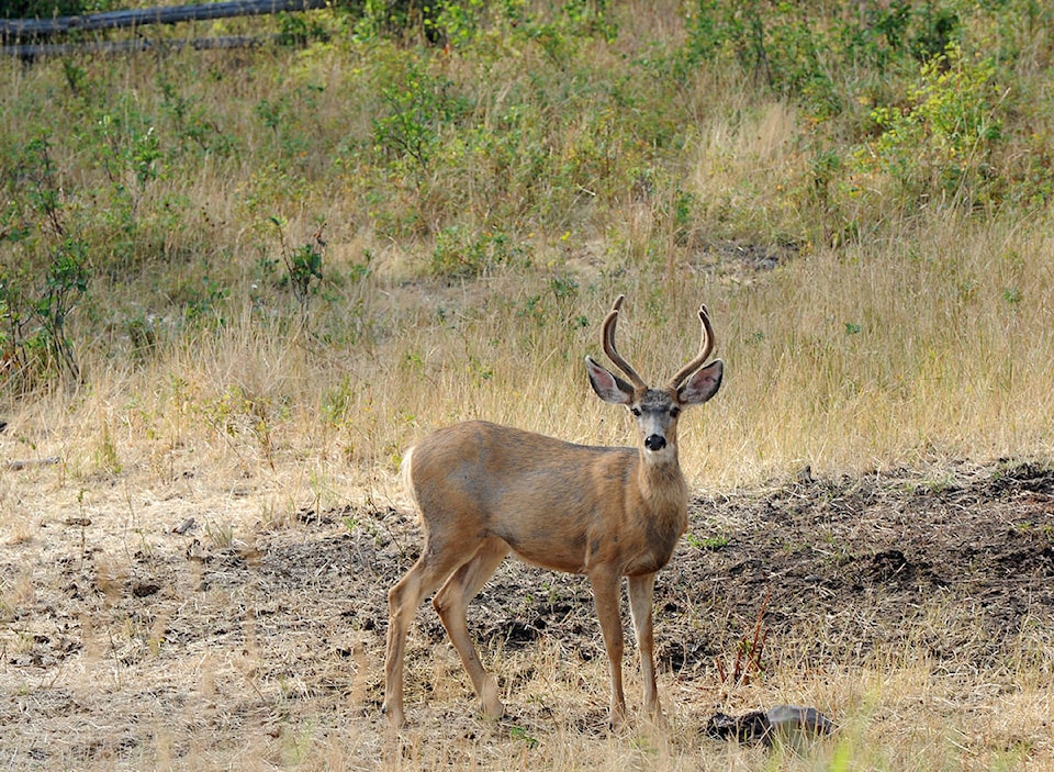 8350424_web1_170825-WLT-AM-deer
