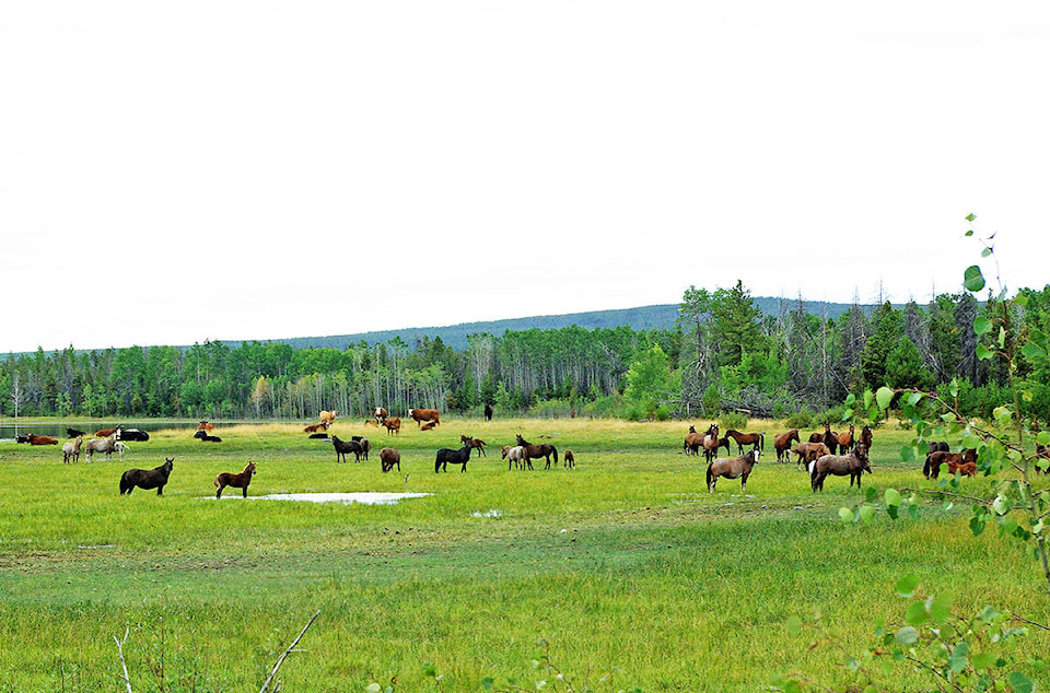 8424067_web1_copy_170908-WLT-WildHorses