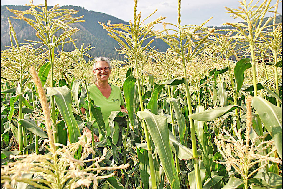 Soda Creek Sweet Corn manager Linda Kaufman among the ripe stalks of corn which comes in both sweet corn and peaches and cream varieties for their U-pick market. The farm is located on the Dunlevy Ranch about a half hour drive north of Williams Lake off Highway 97. Watch for the signs showing the turn off at the Soda Creek-Macalister Road. Gaeil Farrar photo