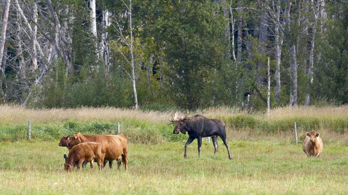 8518331_web1_170915-WLT-Moosewithcows_3