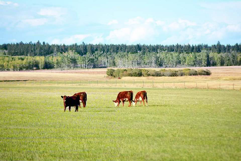 8607193_web1_170922-WLT-Cows