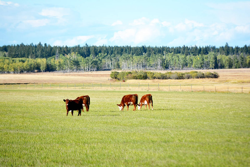 8607193_web1_170922-WLT-Cows