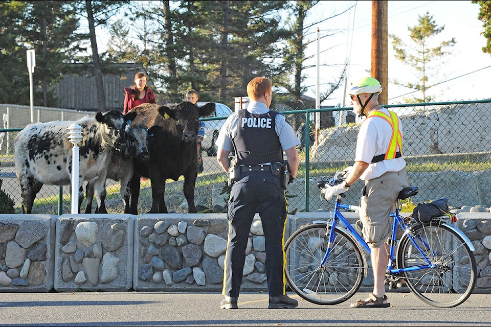 Williams Lake RCMP officer Dan Cohen tries to secure the scene where curious residents were starting to gather on Pigeon Ave. to see three yearlings who had escaped from the Stampede Grounds earlier in the day Tuesday. Angie Mindus photos