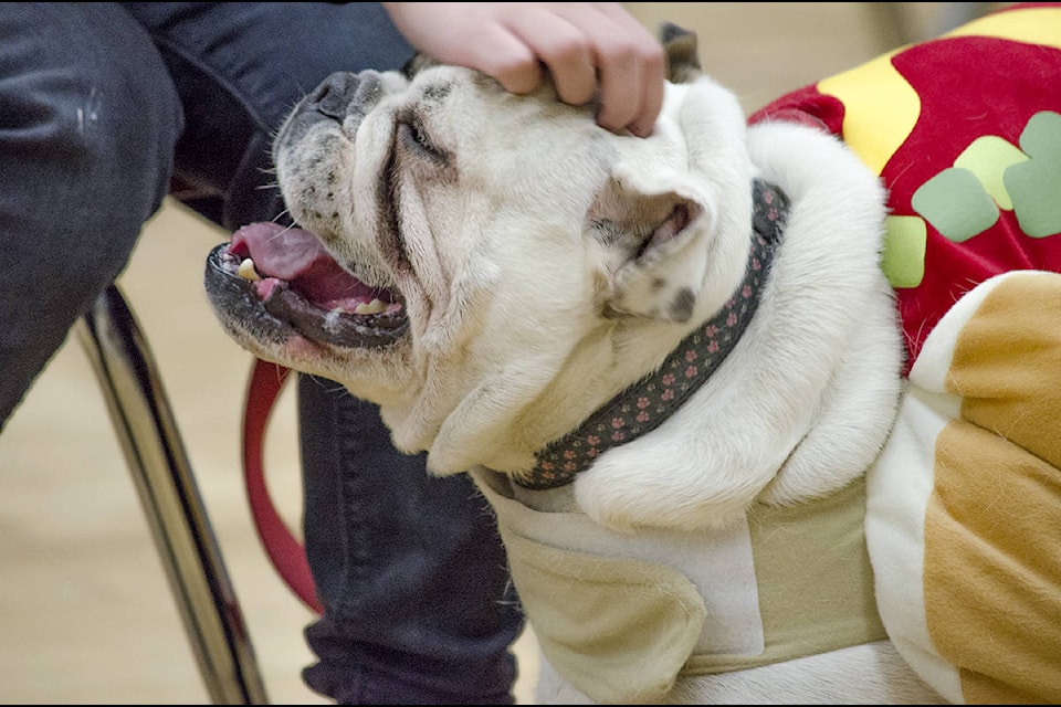 Clyde, dressed as a hot dog, waddled around the room accepting head scratches from anyone who would give them.