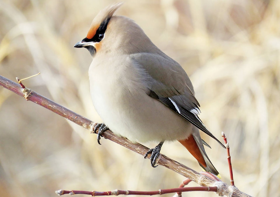 9740906_web1_171213-WLT-UpcomingBirdCount_1