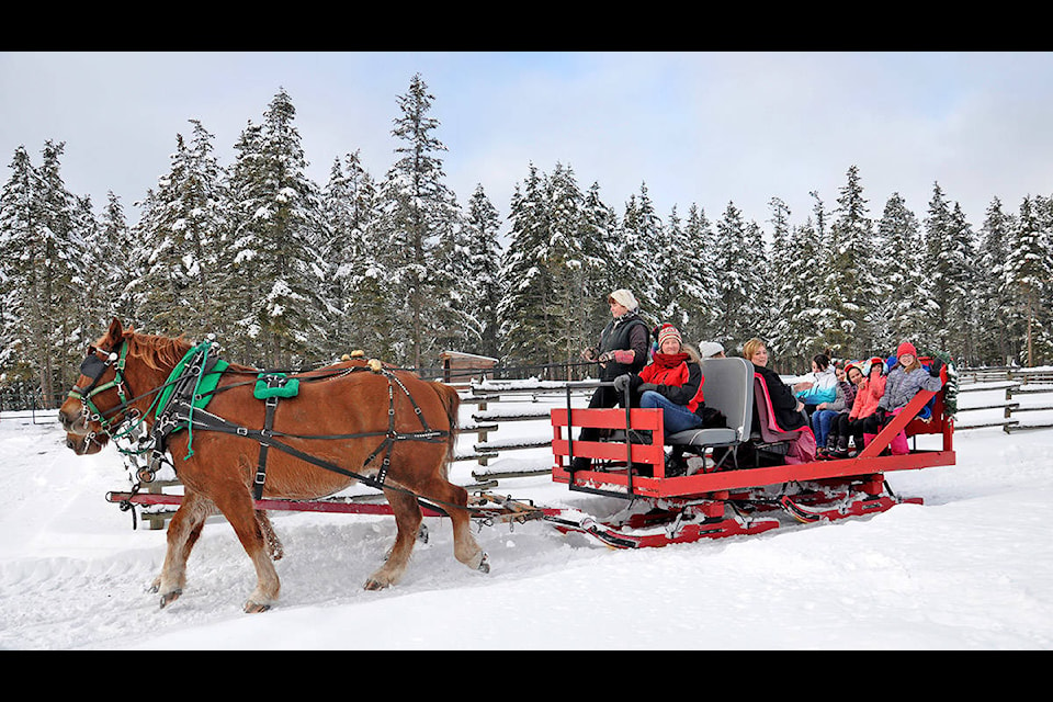 Karen Sepkowski of Cariboo Carriage leads her draft horses on a sleigh ride with members from the Little Riders horse group Sunday at her property on Anderson Road. (Greg Sabatino photos)