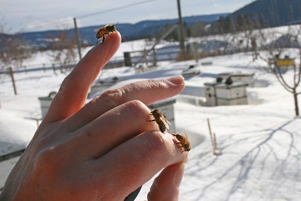 10270790_web1_180120-WLT-M-BEES