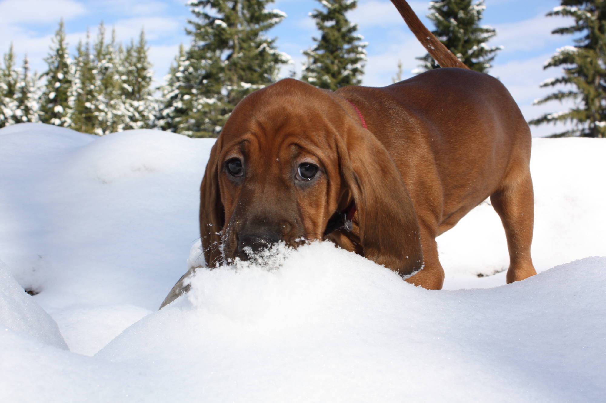 11151408_web1_44-Leland-s-First-Snow---Diana-Plessis--2015_08_20-21_51_49-UTC-