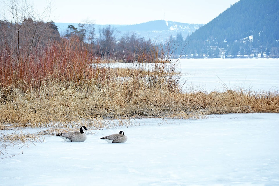 11327024_web1_180406-WLT-Canada-Geese-Scout-Island-Boat-Launch