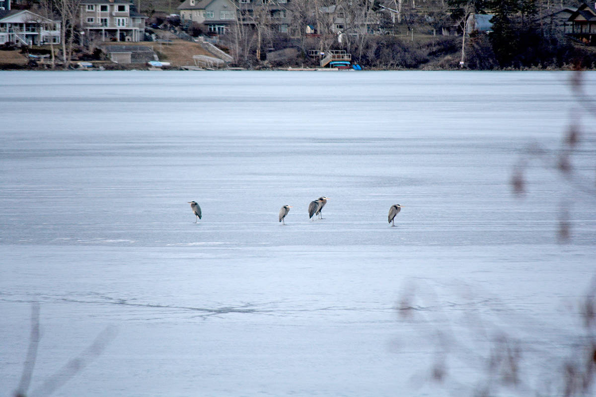 11402146_web1_copy_180413-WLT-Herons-on-Frozen-WilliamsLake