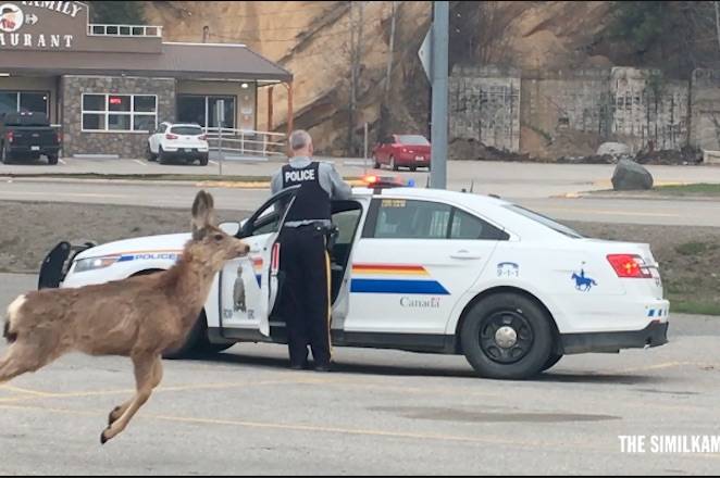 Video: RCMP investigation gets a deer little photobomb