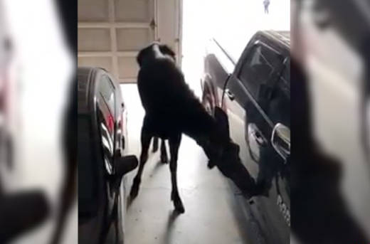 VIDEO: Moose found licking salt off B.C. man’s pickup truck