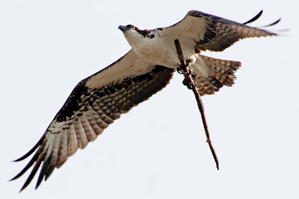 11593395_web1_osprey