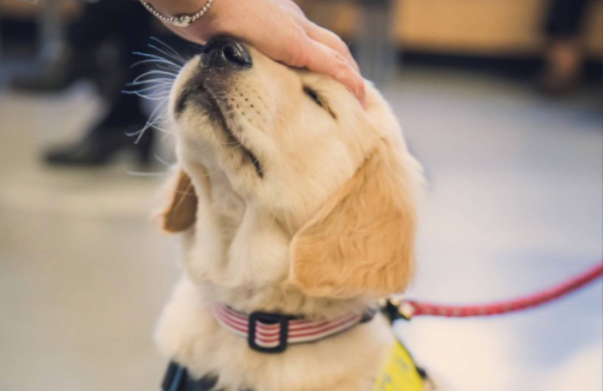 Been a long day? Here’s cute puppies in training