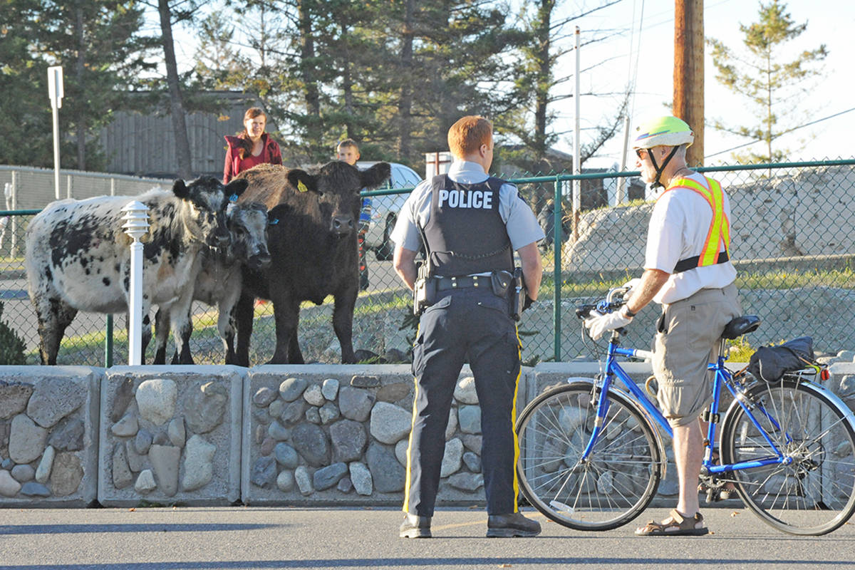11818134_web1_policecows