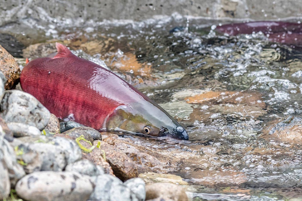 13351384_web1_180830-WLT-Horsefly-salmon-run_1