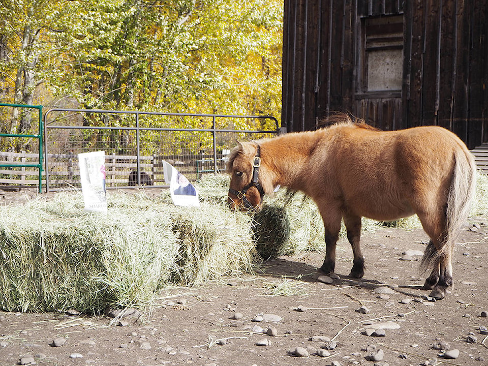 13945806_web1_Cowboy-chooses-Fernie-mayor-1