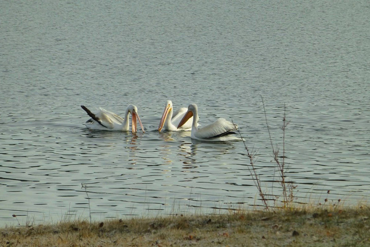 14640923_web1_181205-WLT-Pelicans