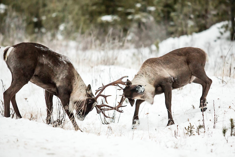 15306666_web1_caribou