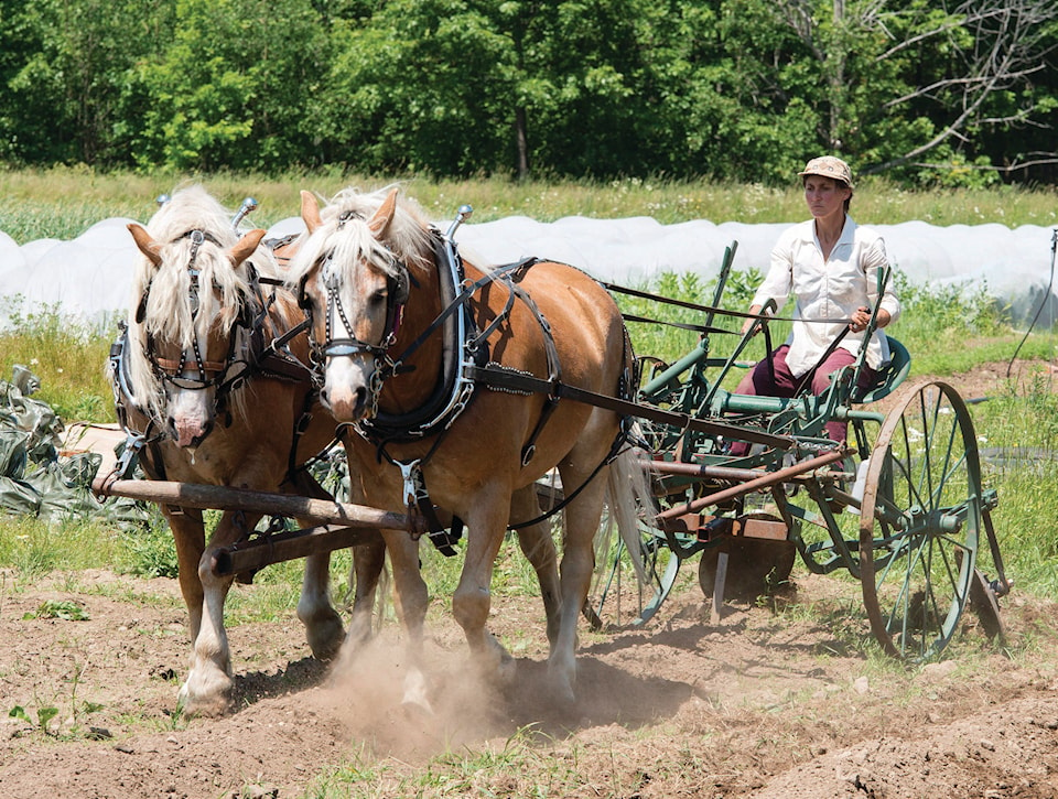 15448467_web1_180703-RDA-Canada-Farmers-Horses-PIC