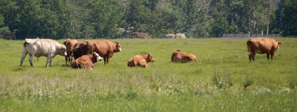 15850769_web1_CattleGrazing1