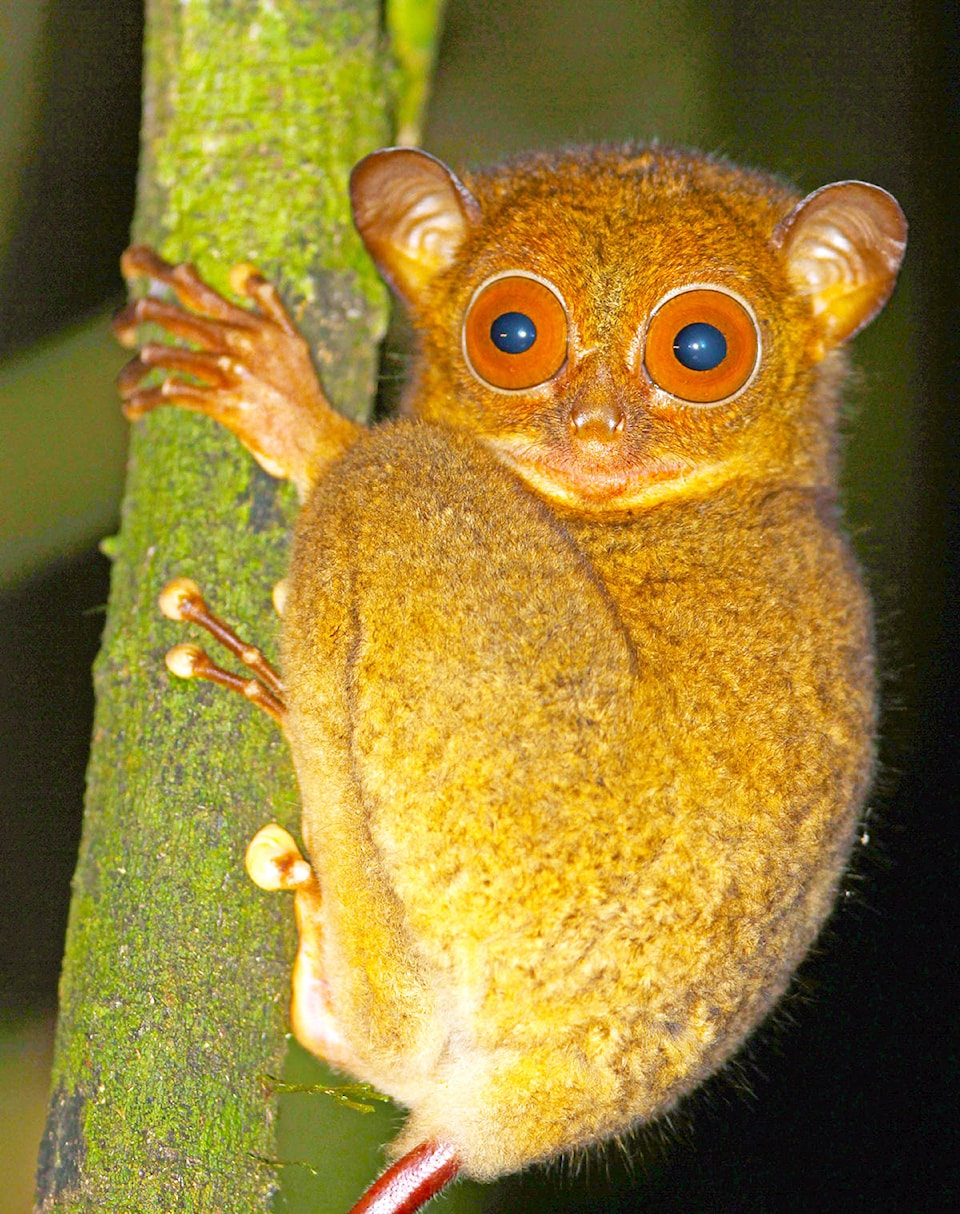 15882688_web1_Western-Tarsier-adj-2