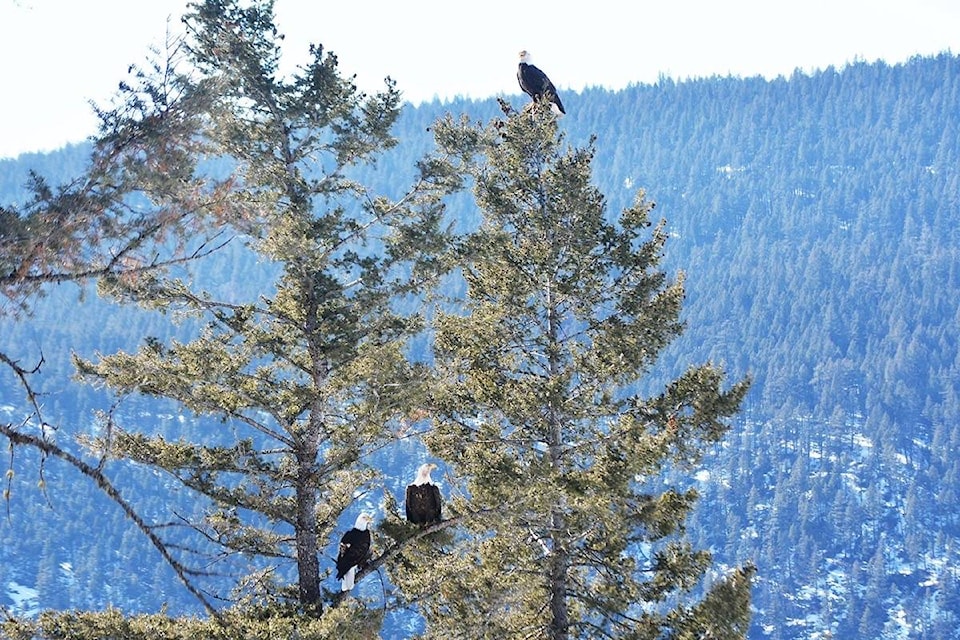 16026680_web1_copy_190320-WLT-M-190320-WLT-ThreeEagles