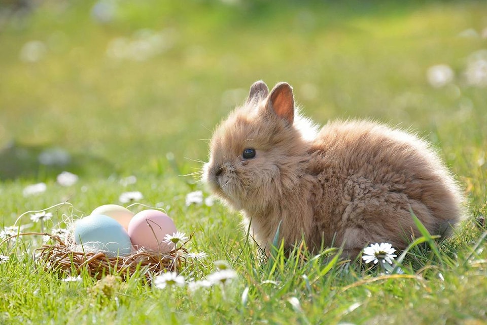 16473500_web1_easterbunny1