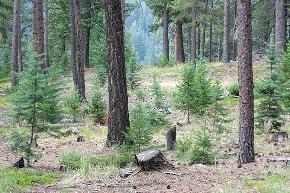 17934922_web1_190804-WLT-Douglas-fir-saplings