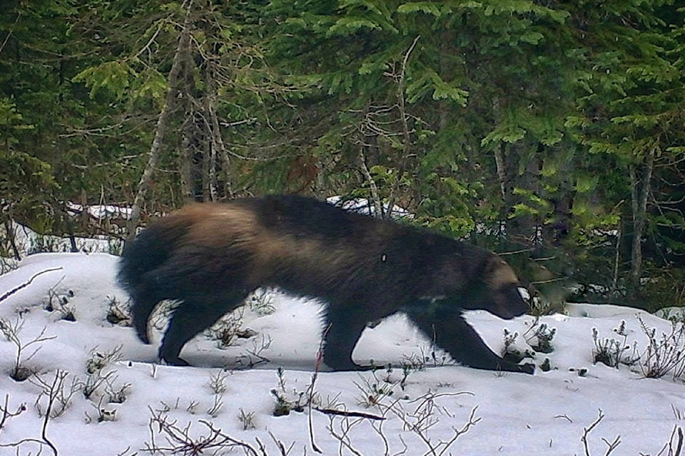 This trail camera photo of a wolverine is what the photographer believes to be a once-in-a-lifetime shot. (SIMDeer Project)