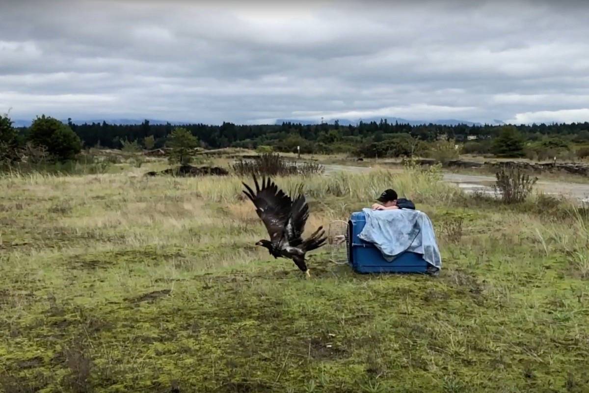 19580676_web1_191128-NDR-M-OWL-Rehab-Eagle-rescue-from-Richmond-settling-pond-video-screenshot--7