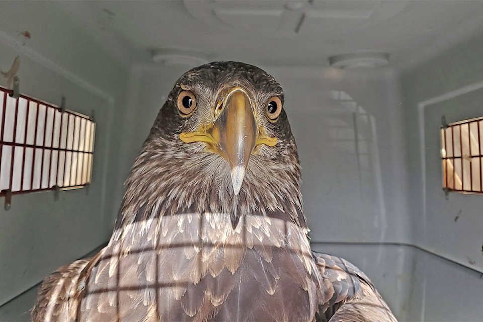 A rescued juvenile bald eagle was transported from Williams Lake to Orphaned Wildlife Rescue Society by Bandstra on Dec. 23 and returned to Williams Lake and was released on Friday, Feb. 21. (Monica Lamb-Yorski photo - Williams Lake Tribune)