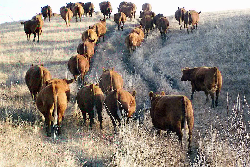 20725507_web1_200227-WLT-ZirnheltColumnFeb28-BEEF_1