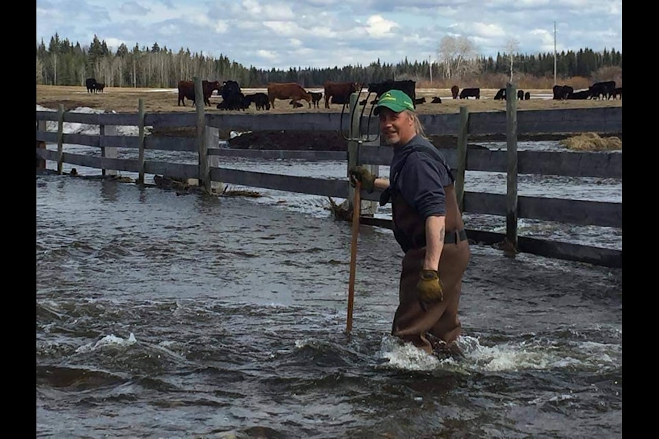 Rose Lake Ranch owner Ingemar Kallman goes out to feed the cattle in flooded fields as unprecedented spring melt continues in the Cariboo region. (Loreen McCarvill photo)