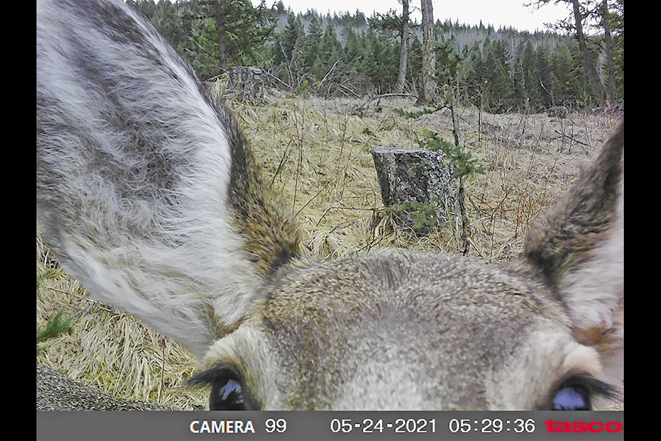 You’ve heard of deer in the headlights while here is a pair of deer ears in the game cam. (Linda Helm photo)