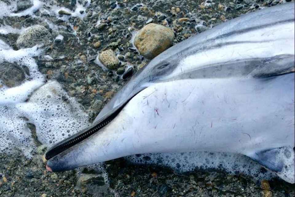 Alex Rinfret discovered a stranded striped dolphin on a Tlell beach on Wednesday, May 6, 2020, while walking her dog south of the Crow’s Nest Cafe. Experts are calling Rinfret’s discovery the first recorded sighting of the species on Haida Gwaii. (Alex Rinfret/Facebook photo)