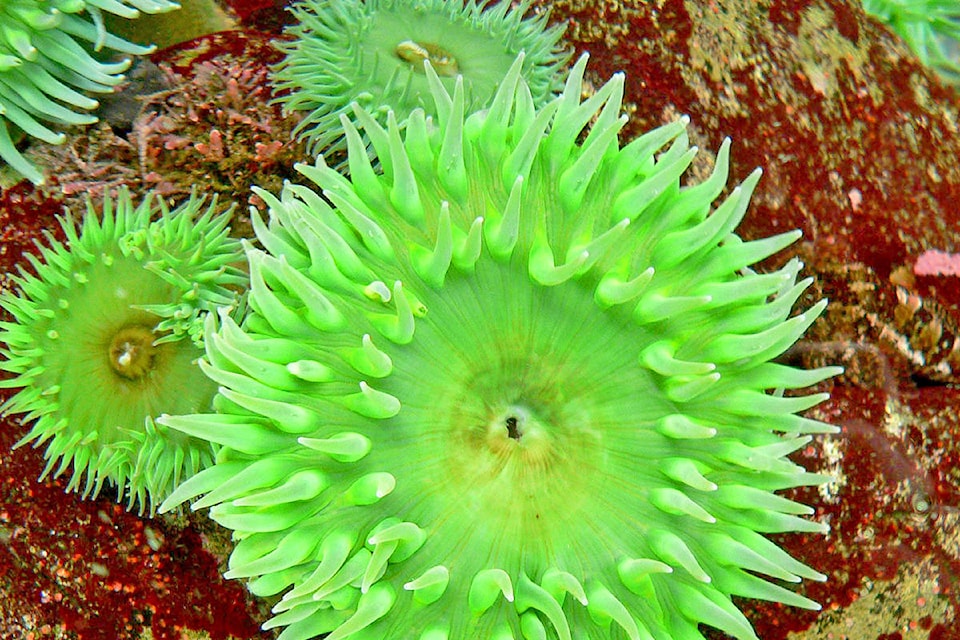 A giant green anemone is one of many housed at the Vancouver Aquarium. (Stan Shebs photo/Wikipedia Commons)