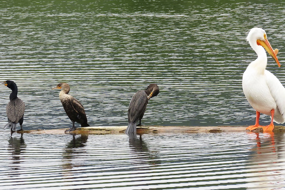 21856782_web1_200616-WLT-scout-island-programs-pelicans_1