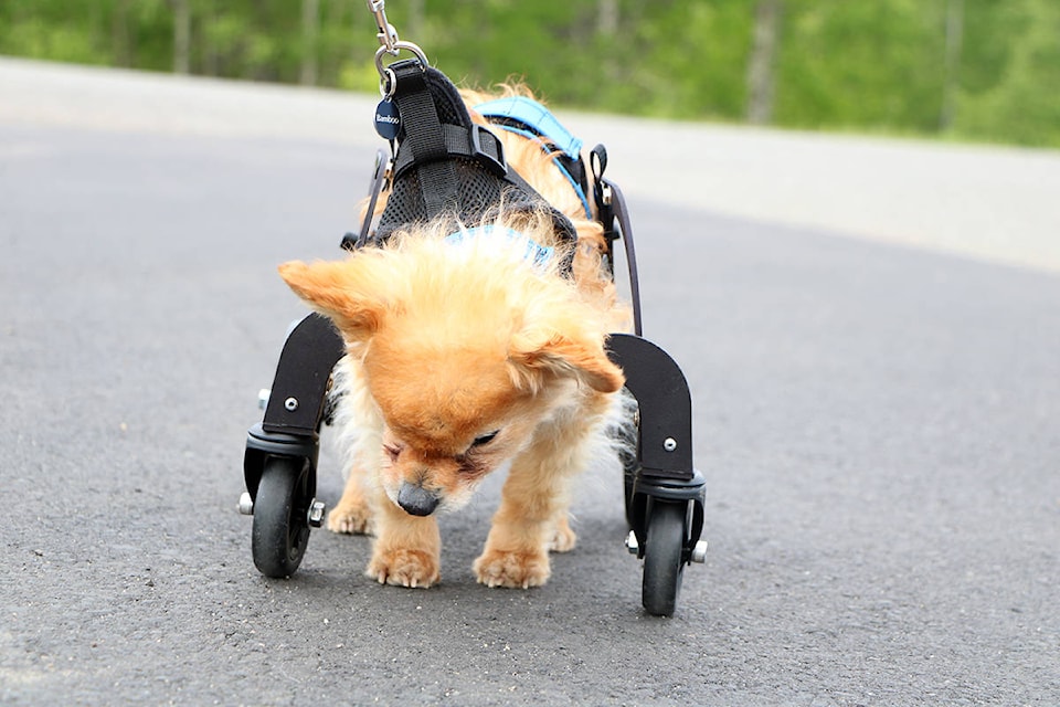 Bamboo is a venerable dog at 17 years old but with the help of a wheelchair, he’s able to walk around like a dog half his age. (Patrick Davies - 100 Mile Free Press)